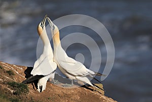 A gannet greeting his mate. heads held high ready to mate