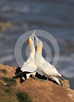 A gannet greeting his mate. heads held high ready to mate