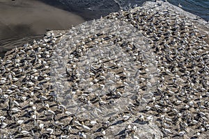 Gannet habitat