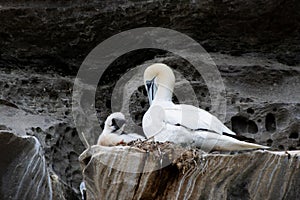 A Gannet with her chick in a nest in a Gannet colony in the Shetlands photo