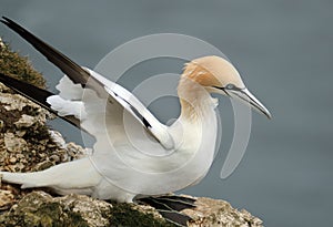 Gannet on the igh chalk cliffs at Bempton, east Yorkshire, UK.