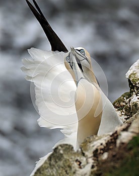 Gannet on the igh chalk cliffs at Bempton, east Yorkshire, UK.