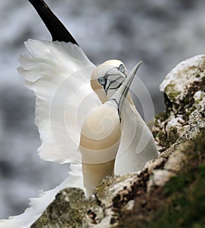 Gannet on the igh chalk cliffs at Bempton, east Yorkshire, UK.