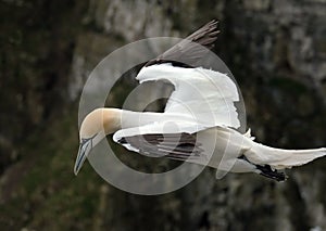 Gannet on the igh chalk cliffs at Bempton, east Yorkshire, UK.