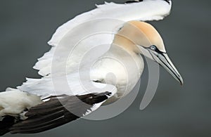 Gannet on the igh chalk cliffs at Bempton, east Yorkshire, UK.