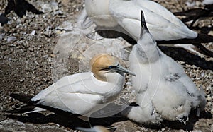 Gannet with its young - 2