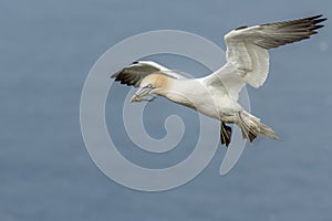 Gannet (Morus bassanus