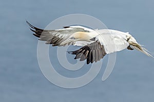 Gannet (Morus bassanus