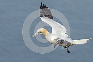 Gannet (Morus bassanus