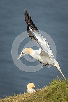 Gannet (Morus bassanus