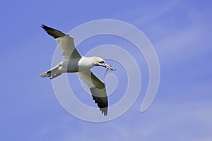 Gannet (Morus bassanus) with nesting material