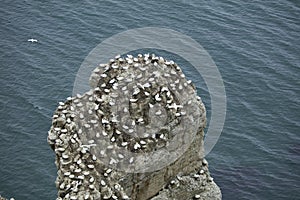 Gannet nesting on an outcrop of rock over the North Sea near Bempton Cliffs, Yorkshire, UK.