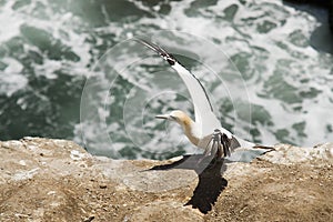 A Gannet Perches On The Cliff Top