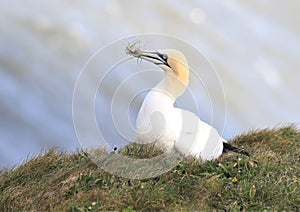 A gannet pulling up grass for nesting material