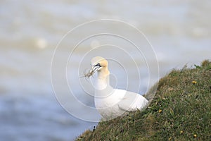 A gannet pulling up grass for nesting material