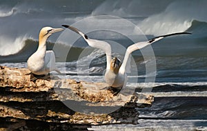 Gannet ready to go