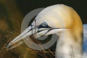 Gannet, Scientific name: Morus