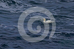 Gannet at sea