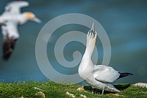 Gannet sky pointing