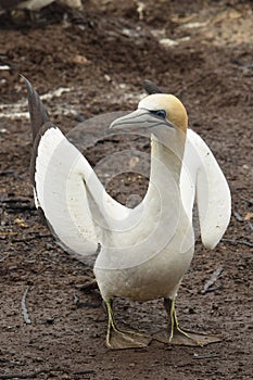 Gannet spreading it`s wings, looking fierce