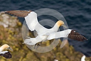 Gannet taking flight