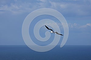 Gannet at Troup Head