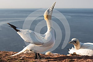 Gannet trying to impose female bird in breeding colony Helgoland