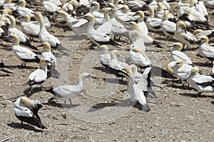 Gannets