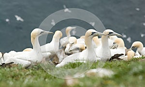 Gannets