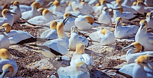 Gannets bird in the wild photo