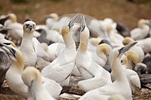 The Gannets Cermony of Seduction