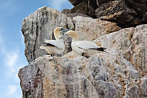 Gannets on cliffs