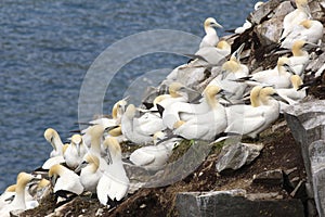 Gannets colony