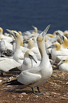 Gannets colony