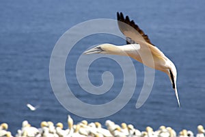 Gannets colony