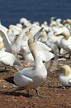 Gannets colony