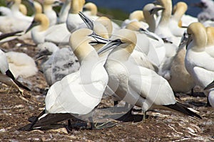 Gannets colony