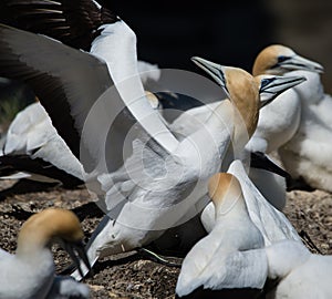 Gannets Courting, Muriwai, New Zealand -1