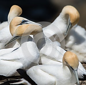 Gannets Courting, Muriwai, New Zealand -6