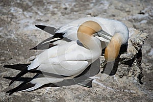 Gannets Courting, Muriwai, New Zealand -8