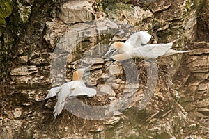 Gannets defending nest site