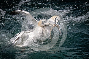 Gannets fighting over food