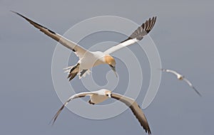 Gannets in flight