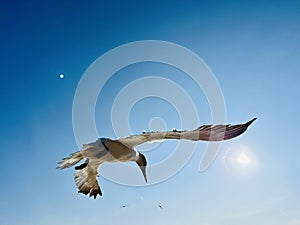 Gannets in flight