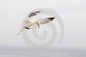 Gannets in flight on their breeding colony at Helgoland.