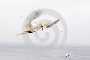 Gannets in flight on their breeding colony at Helgoland.