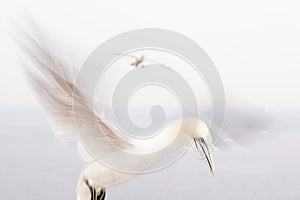 Gannets in flight on their breeding colony at Helgoland.