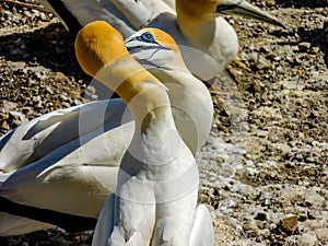 Gannets gather together during mating season. Murawai Beach Auckland New Zealand