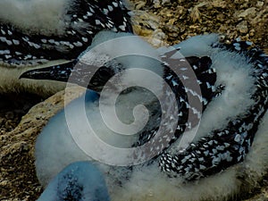 Gannets gather together during mating season. Murawai Beach Auckland New Zealand