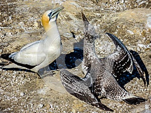 Gannets gather together during mating season. Murawai Beach Auckland New Zealand